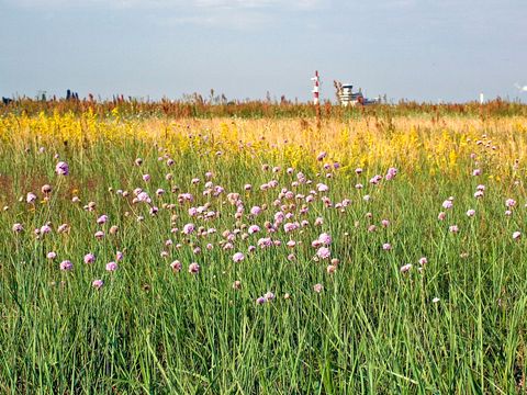 Ein Blick über die Heidenelken-Grasflur auf der Tegeler Stadtheide. Die kleinen hell-lila Blüten der krautigen Nelkengewächse heben sich im Vordergrund vom umgebenden Grün ab. Dahinter wuchern gelb und rotbraun-blühende Pflanzen und Gräser mit teppichartigem Wuchs. Die weitläufige Freifläche des früheren Flughafens füllt mehr als Dreiviertel des Bildes aus. Im Hintergrund ein schmaler Streifen Himmel. Neben dem Flughafengebäude ragt verschwommen ein rot-weiß gestreifter Turm in die Höhe.
