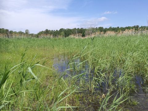 Im Röhricht des Flughafensees brüten seltene Arten wie der Teichrohrsänger. (Bild: Frank Sieste / NABU)