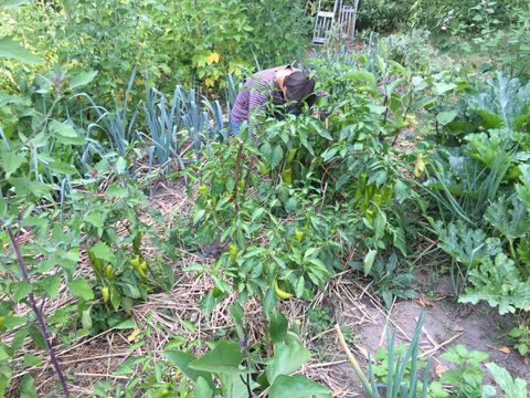 In einem Gemüsebeet hockt eine kurzhaarige Frau hinter üppigen Pflanzen, an denen grüne Spitzpaprika hängen. Dahinter ist eine Reihe Lauch angepflanzt. Stroh liegt auf der Erde zwischen den Gemüsereihen. Umgeben von weiteren Gemüsesorten sprießen die grünen röhrenartigen Oberblätter vereinzelter Zwiebeln. Im Hintergrund ranken Bohnenpflanzen in die Höhe.
