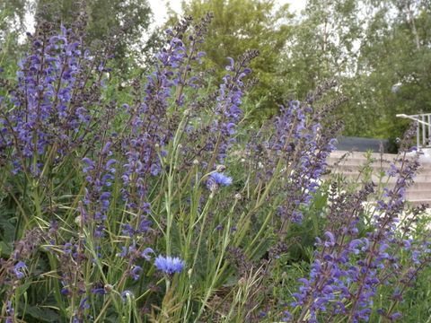 Wiesensalbei ist Teil des Blühstreifens am Eingang zum Park am Nordbahnhof. Die aufrechten, blütenreichen Stängel stehen dicht an dicht und neigen sich leicht nach rechts. Mit ihren blauen Blütenblättern, die in ihrer Form an Ober- und Unterlippe erinnern, gehören die krautigen Pflanzen zur Familie der Lippenblütler. Am rechten Bildrand führt eine breite Treppe nach oben in die Grünanlage, die einige Meter über dem Straßenniveau liegt.