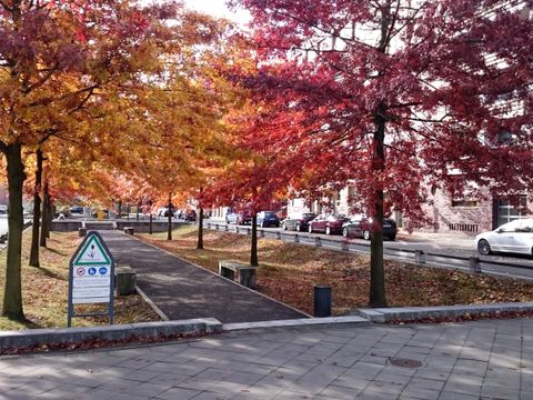 Straßenbäume in Versickerungsmulden an der Rummelsburger Bucht. (Bild: Ingenieurgesellschaft Prof. Dr. Sieker mbH )