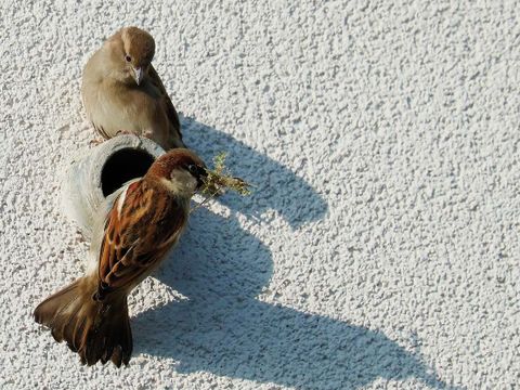 Ein Spatzenpaar nutzt ein Belüftungsrohr in einer Fassade als Brutplatz. Das Weibchen mit hellbraunem Gefieder sitzt oben auf dem Rohr, das einige Zentimeter aus der verputzten Fassade herausragt. Es sieht zum Männchen vor der Rohröffnung hinunter. Der Vogel hat ein kastanienbraun gemustertes Rückengefieder und hält ein Büschel Zweige im Schnabel. Der helle grobe Fassadenputz füllt das Bild komplett aus.