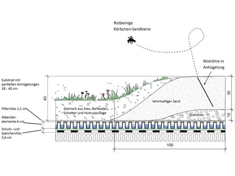 Auf einem Biodiversitätsdach fühlt sich die Rotbeinige Körbchen-Sandbiene wohl. (Bild: bgmr mit Studio AAD für Tegel Projekt GmbH)