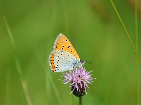 Vor verschwommenem grünem Hintergrund sitzt ein Großer Feuerfalter auf einer Blüte. Die weiß und blass-orange gefärbten Flügel des Schmetterlings sind aufgestellt und haben ein unregelmäßiges schwarzes Punktmuster. Der Falter saugt an der feinen hellvioletten Körbchenblüte einer Flockenblume.