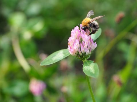 Vor unscharf grünem Hintergrund der weiß-rosafarbene Blütenkopf eines Rotklees. Unterhalb der Blüte wachsen drei längliche Blätter, auf jedem zeichnet sich verschwommen ein weiße Färbung ab. Auf den zarten aufragenden Blütenblättern sitzt eine Hummel und saugt den Nektar der Pflanze. Der pelzige Thorax zwischen den transparenten Flügeln des Tieres ist orange-gelb, der hintere Teil des Körpers ist gräulich-schwarz gestreift.