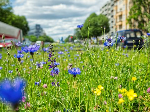 Otto-Suhr-Allee (Bild: Deutsche Wildtier Stiftung)