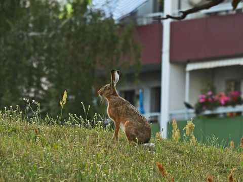 Auf einer ansteigenden Wildwiese sitzt ein Feldhase mit aufgestellten Ohren. Er hat braunes Fell, sein Bauch und der Schwanz sind weiß. Hinter ihm unscharf die Balkone eines Plattenbaus, auf einem blühen rosa Blumen. Vor dem Haus steht eine Trauerweide mit herabhängenden grünen Zweigen.