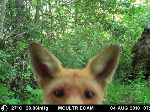 Unscharf im Vordergrund ragt der Kopf eines jungen Rotfuchses ins Bild. Er schaut direkt in eine Wildtierkamera. Er hat spitze aufrecht stehende Ohren und große dunkle Augen. Am unteren Bildrand steht: 4. August 2018, sieben Uhr zwanzig. Hinter dem Tier dichtes üppig grünes Unterholz. Bäume stehen dicht an dicht, rechts liegt die riesige Wurzel eines umgestürzten Baumstammes.