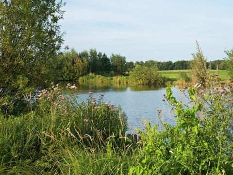 Am Ufer des Tegeler Fließ wachsen hohe Gräser und Sträucher mit weißen, verzweigten Dolden. Ein hoher Busch mit schmalen grünen Blattern ragt links ins Bild. Hinter dem Fließ erstreckt sich eine sanft geschwungene Wiese, dahinter dichter Wald. Der blaue Himmel spiegelt sich auf der Wasseroberfläche.