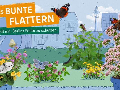 Titelbild: Das bunte Flattern; Beschreibung: Die Grafik zeigt vor gezeichneten Häusern von Berlin eine dichte grüne Hecke und davor eine Wiese mit Fotos von Pflanzen und Blumen wie Hornklee und Rotklee mit rosa Blüten, Kapuzinerkresse mit gelben Blüten sowie einer rosa blühenden Ackerwitwenblume. Schmetterlinge sitzen auf den Blüten: ein weißer Kohlweißling, ein hellgelber Zitronenfalter, ein Bläuling, ein rot-weißschwarz-brauner Admiral und ein buntes Tagpfauenauge mit blauen Flecken. Auf den Blättern einer Brennnesselpflanze sind Raupen des Admirals und des Tagpfauenauges. Eine Raupe des Zitronenfalters sitzt auf der Hecke.