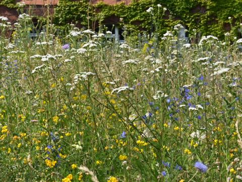 Blütenvielfalt aus Regio-Saatgut auf dem Gelände des Botanischen Gartens Berlin (Bild: Elke Zippel)