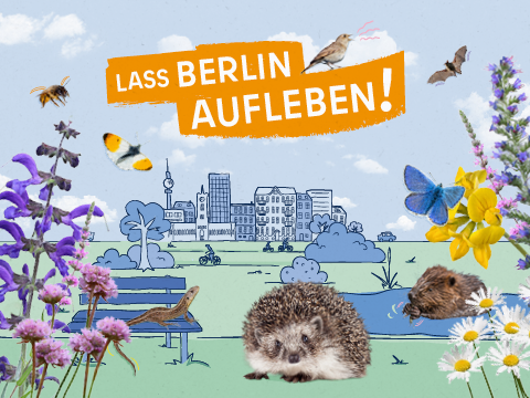 Titelbild: Lass Berlin aufleben. Beschreibung: Die Grafik „Lass Berlin aufleben!“ zeigt vor der gezeichneten Stadt eine Grünfläche. Fotos von Pflanzen säumen das Bild: links: Wiesensalbei, Grasnelke und Blutweiderich. Darüber fliegen eine Rote Mauerbiene und ein Aurora Falter. Rechts: sitzt ein Hauhechel-Bläuling auf einer gelben Blüte des Hornklees, daneben Wiesen-Margeriten, Natternkopf und der Blutweiderich. Am blauen Himmel eine Zwergfledermaus, eine Nachtigall singt. Zwischen den Pflanzen: eine Zauneidechse, ein Igel und ein Biber.