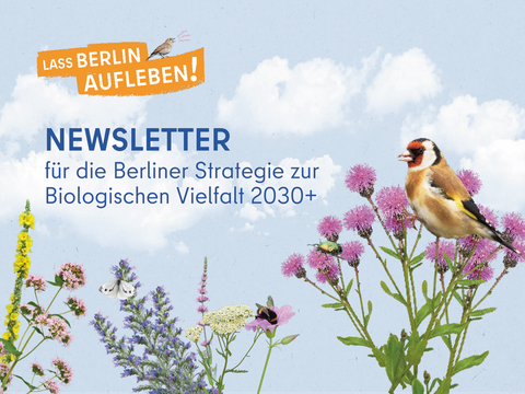 Newsletter für die Berliner Strategie zur Biologischen Vielfalt 2030+
