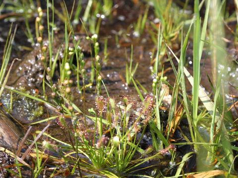 Ein Moor im Sonnenschein. Aus dem seichten braunen Wasser sprießen grüne Gräser, Pflanzen mit zierlichen weißen Blüten und Schilfhalme. Dazwischen liegen Totholzreste. Im Bildvordergrund wächst ein Exemplar der fleischfressenden Pflanze Sonnentau. Die langen grüne Stiele enden in hellgrünen Blättern. An deren Rand befinden sich rote Tentakel mit Klebedrüsen. Ein glitzernder Fangschleim, der Tautropfen ähnelt, lockt Insekten an.