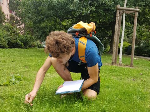 Auf einer saftig grünen Wiese hockt ein junger Mann mit einem Notizblock. Er bestimmt krau-tige Pflanzen, wie hier das Weiße Labkraut, die zwischen dem Gras wuchern. Der Mann hat lockiges braunes Haar, trägt T-Shirt, kurze Hose und hat einen Rucksack auf dem Rücken. Am linken Bildrand sind Häuser erkennbar, rechts führt ein Weg an der Wiese vorbei.