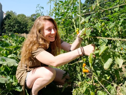 Bei Sonnenschein hockt eine junge Frau mit langem braunen Haar in einem Gemüsebeet vor üppigen Tomatenpflanzen. Einige Früchte sind noch grün, andere sind bereits orangefarben. Zur Stabilität der Pflanzen ist ein Rankgitter aus Schnüren gebaut.