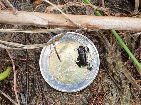 Zwischen braunen umgeknickten Schilfhalmen und dünnen Zweigen liegt ein Zwei Euro Stück auf nassem matschigen Boden. Eine kleine schwarze, wenige Wochen alte Kreuzkröte krab-belt über das Geldstück. Das Tier hat einen gedrungenen Körper, einen großen Kopf und ist fast so groß wie die Zahl 2.