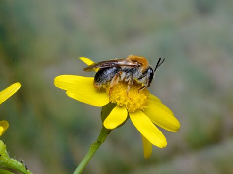 Rotschopfige Sandbiene beim Nektar saugen (Bild: Kuehne und Saure)
