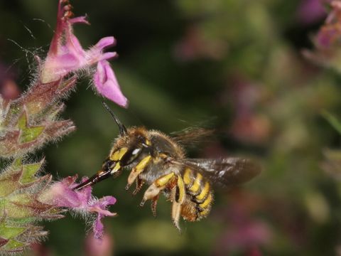 Gartenwollbiene (Anthidium manicatum) (Bild: Christoph Künast)
