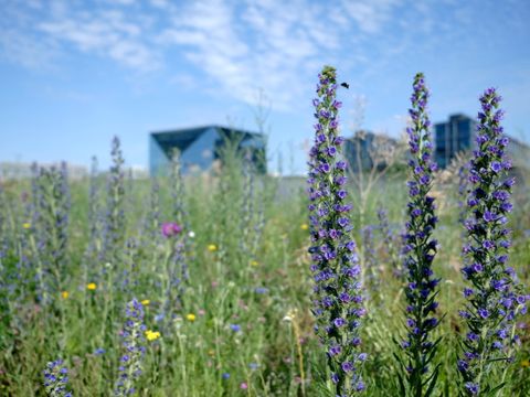 Spreebogenpark (Bild: Deutsche Wildtier Stiftung)