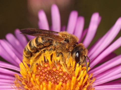 Eine gelbbindige Furchenbiene sitzt auf einem leuchtend gelben Blütenstand. Die langen schmalen Blätter der violetten Blume verschwimmen unscharf im Hintergrund. Markant sind die ockergelben und braunen Querstreifen auf dem Hinterleib des Insekts. Ihr Kopf und das Brustsegment sind mit dichtem braunem Pelz bedeckt, ebenso die drei Beinpaare. Die großen ovalen Facettenaugen schimmern braun, die dunklen Fühler sind nach unten gerichtet.