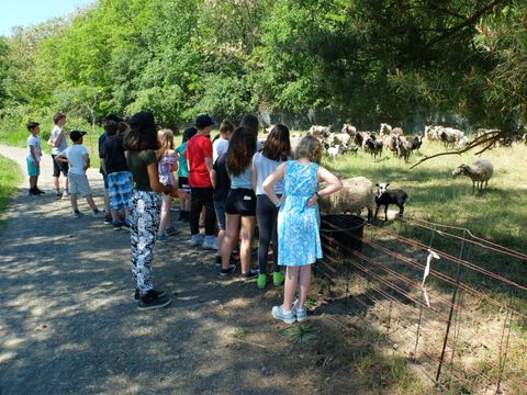 Auf dem Gelände der Naturschutzstation Hahneberg steht eine Gruppe Kinder auf einem betonierten Weg an einem Weidezaun. Dahinter grast eine Schafherde auf einer Wiese. Die Tiere haben zumeist helles, einige auch dunkles Fell. Ein paar Zicklein sind dabei. Die Kinder tragen Sommerkleidung. Im Hintergrund bilden die üppigen Kronen von Laubbäumen ein grünes Blätterdach.