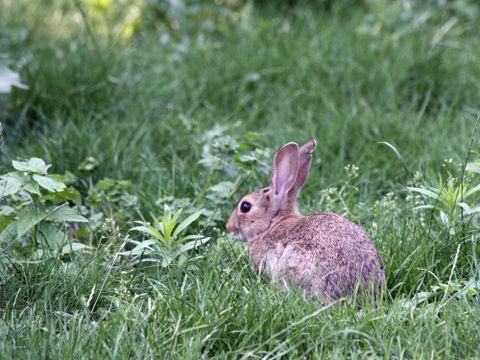 Wildkaninchen