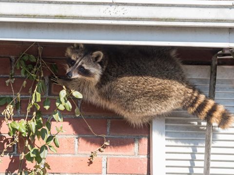 Waschbär an der Hauswand