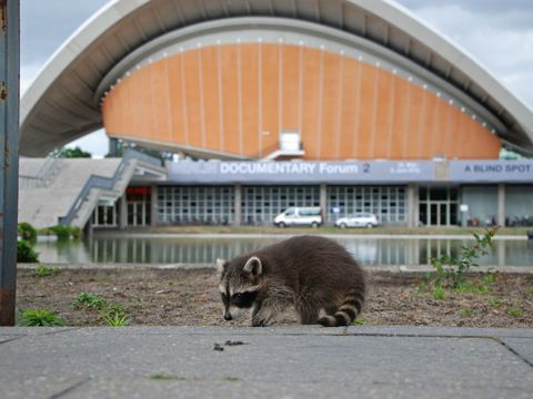 Waschbär vor dem Haus der Kulturen der Welt