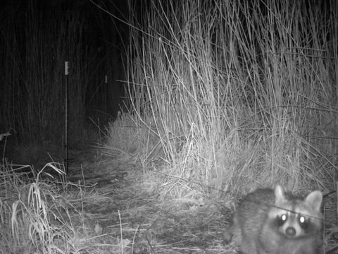 Waschbär - Foto einer Wildtierkamera