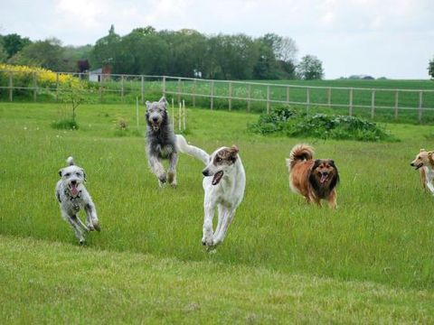 Hundefreilauf (Bild: Pension Schwanburg / Geniushof)