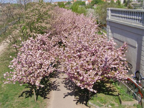 Japanische Zierkirschen, Bornholmer Brücke (Bild: SenUVK)