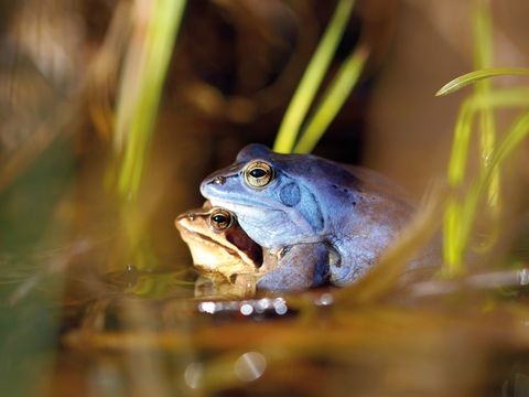 Zwei Frösche im Wasser, einer blau und einer braun, umgeben von Grashalmen.