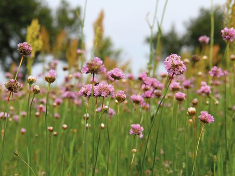 Wiese mit zahlreichen rosa Blüten und grünem Gras.