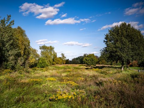 Wiese mit verschiedenen Pflanzen, umgeben von Bäumen unter blauem Himmel mit Wolken.