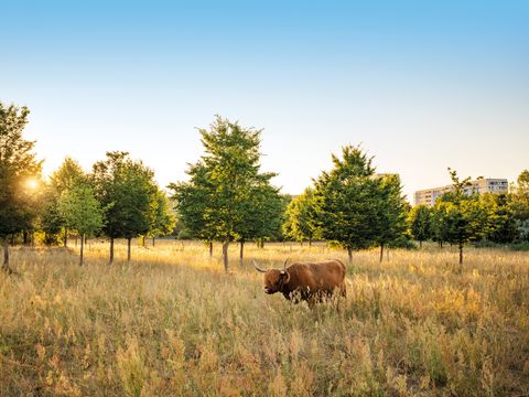 Wiese mit hohem Gras, einzelnen Bäumen und einem Hochlandrind, Sonnenlicht scheint von links.
