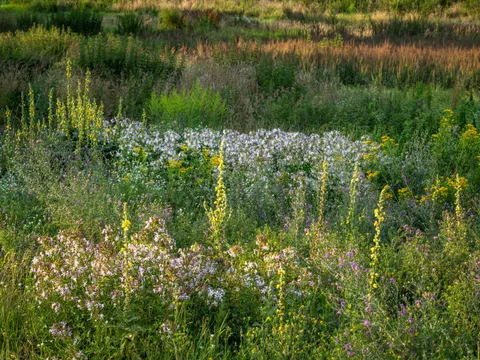 Ruderale Schönheit: Staudenflur im Spektegrünzug