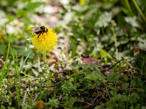 Hummel sitzt auf einer Löwenzahn-Blüte zwischen grünem Gras und Blättern.