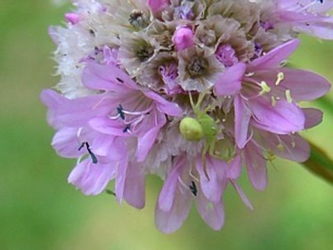 Sand-Grasnelke (Armeria maritima subsp. elongata)