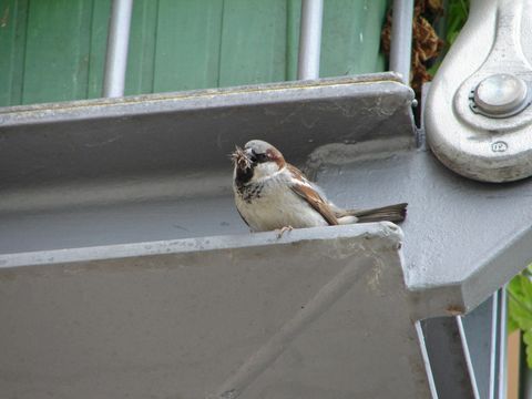 Haussperlings-Männchen (Passer domesticus) mit Nistmaterial