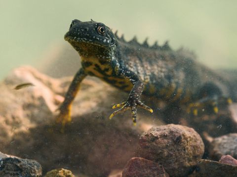 Kammmolch (Triturus cristatus) (Bild: Florian Möllers)
