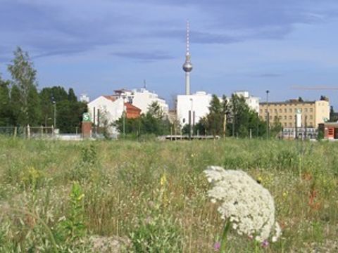 Innerstädtische Ruderalfläche am Nordbahnhof mit Wilder Möhre im Vordergrund (Bild: Bernd Machatzi)