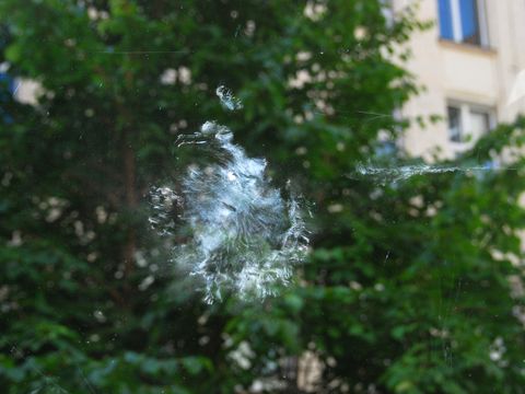 Der Federabdruck einer Ringeltaube dokumentiert die Heftigkeit des Aufpralls.