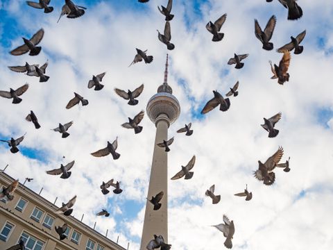Fernsehturm am Alexanderplatz und fliegende Tauben am Himmel
