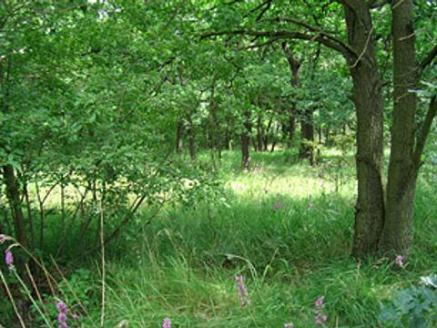 Naturnaher Eichenwald in der Wuhlheide
