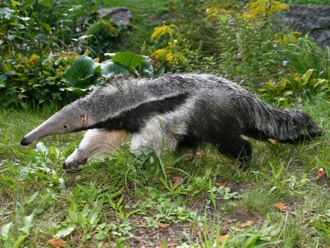 Ameisenbär im Zoo Berlin