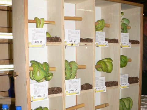 Farmgezüchtete grüne Baumpythons (Morelia viridis) (Bild: Dr. Mark Auliya)