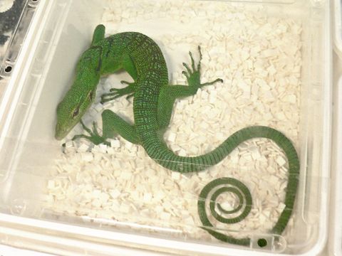 Smaragd-Waran (Varanus prasinus), angeboten auf einer Reptilienbörse (Bild: Dr. Mark Auliya)