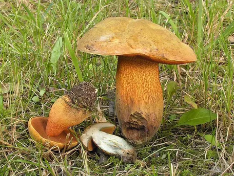 Netzstieliger Hexenröhrling (Boletus luridus)
