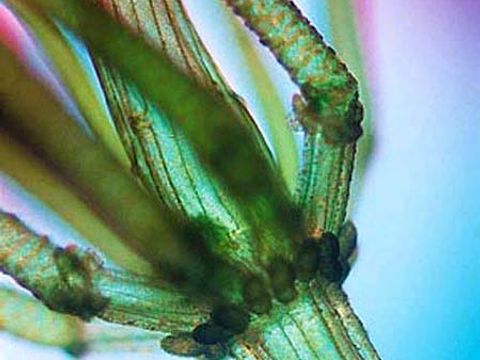 Chara vulgaris